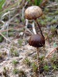 Psilocybe montana image