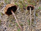 Psilocybe montana image