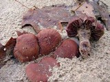 Laccaria trullisata image
