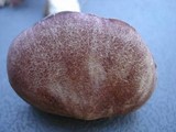 Entoloma violaceum image