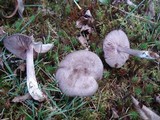 Entoloma violaceum image