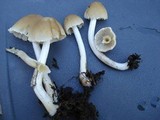 Candolleomyces candolleanus image