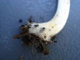 Candolleomyces candolleanus image
