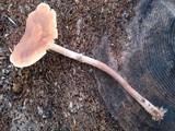 Leratiomyces squamosus image
