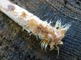 Leratiomyces squamosus image