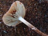 Leratiomyces squamosus var. thraustus image