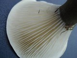 Ampulloclitocybe clavipes image