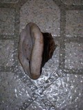 Fomitopsis ochracea image