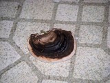 Fomitopsis ochracea image