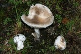 Amanita spreta image