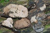 Junghuhnia nitida image