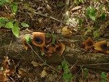 Royoporus badius image
