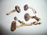 Cortinarius croceocaeruleus image