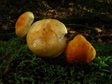 Marasmius strictipes image