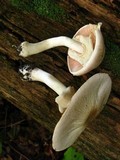Agaricus leptocaulis image