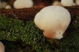 Crepidotus applanatus image