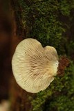 Crepidotus applanatus image
