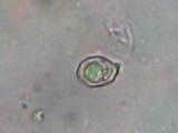 Entoloma tjallingiorum image