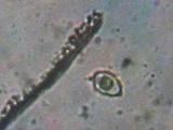 Entoloma tjallingiorum image