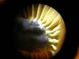 Entoloma tjallingiorum image