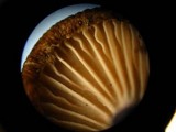 Entoloma tjallingiorum image