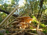 Lyophyllum decastes image