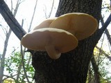 Hypsizygus ulmarius image