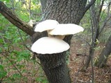 Hypsizygus ulmarius image