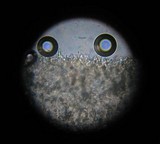 Entoloma tjallingiorum image