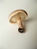 Lepiota subincarnata image