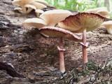 Leucoagaricus americanus image