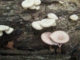 Leucoagaricus americanus image