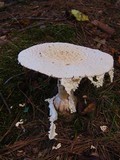 Amanita daucipes image
