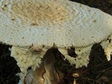 Amanita daucipes image