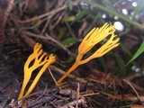 Ramariopsis crocea image