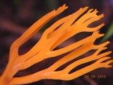 Ramariopsis crocea image
