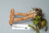 Laccaria bicolor image