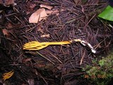 Ramariopsis crocea image