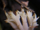 Clavulina coralloides image