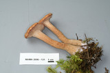 Laccaria bicolor image