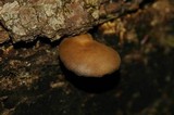 Agrocybe firma image