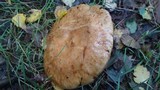Paxillus involutus image