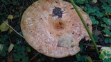 Paxillus involutus image