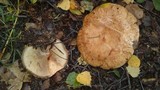 Paxillus involutus image