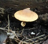 Conocybe rugosa image