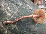 Conocybe rugosa image