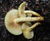 Pholiota alnicola image