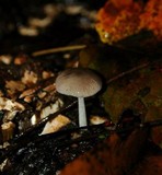 Bolbitius reticulatus image
