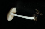 Bolbitius reticulatus image