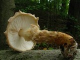 Echinoderma asperum image